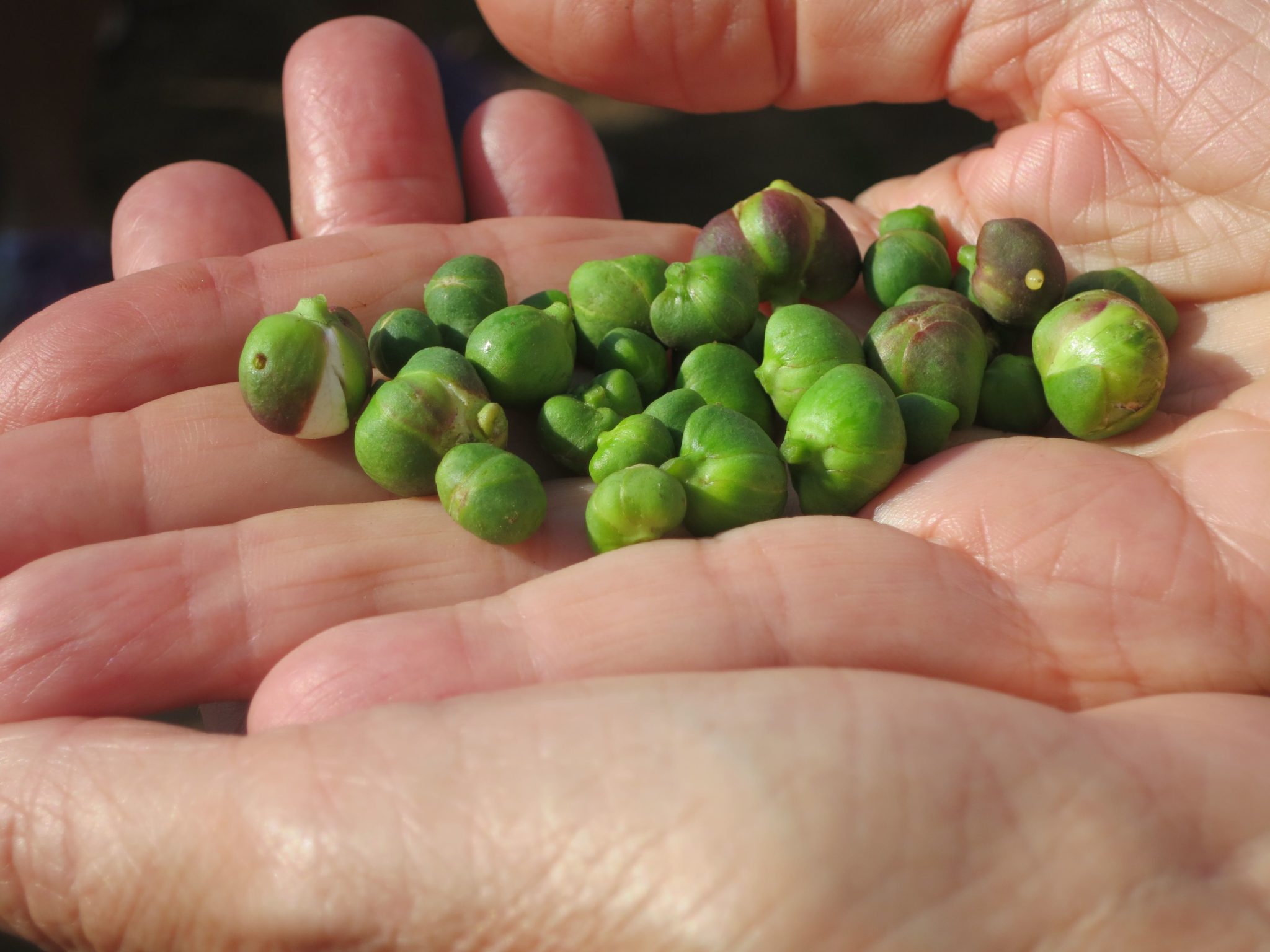 Capers, raw Evan Kleiman