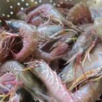 SB Ridgeback Shrimp