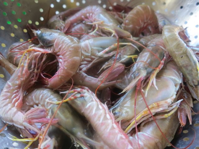 SB Ridgeback Shrimp