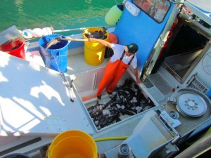 Tony Vultaggio Fishes for Black Cod