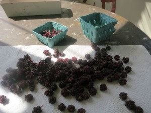 cleaning berries for pie